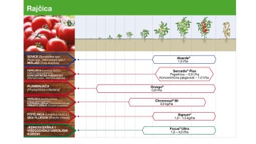 Program zaštite rajčice