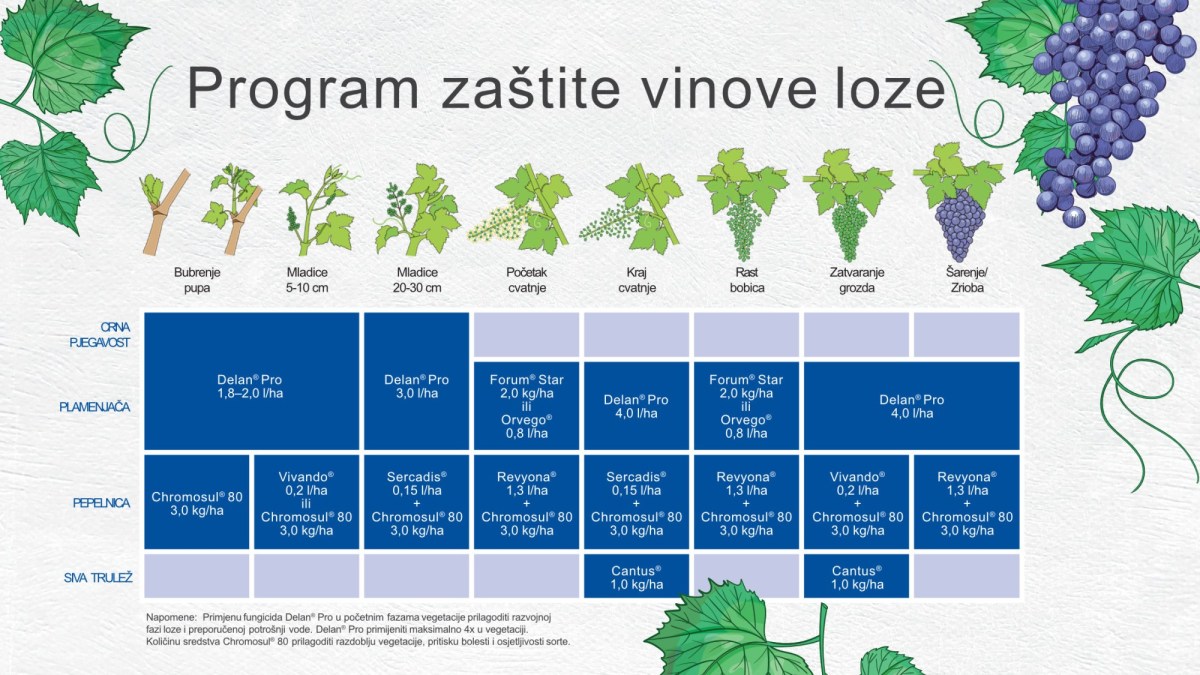 BASF program zastite vinova loza